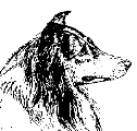 Collie 120